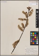 Foto von Salix discolor Muhl.